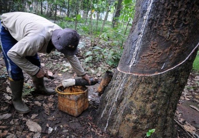 Disbun Riau akan Lakukan Pembinaan Pengelolaan Karet di Lima Daerah