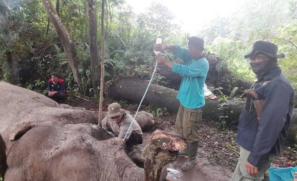 Polda Riau Selidiki Kematian Gajah Latih Rahman