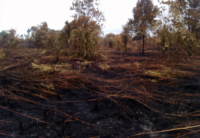 Lahan PT Diamond Timber Terbakar, BPBD Riau Sebut Itu Hutan yang Ditumbang untuk Ditanami Sawit