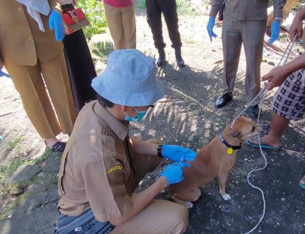 Ada Warga Meninggal Digigit Anjing, Dinas PKH Riau Vaksin Rabies Massal di Kempas