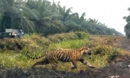 Warga Serapung Kuala Kampar, Pelalawan Diserang Harimau