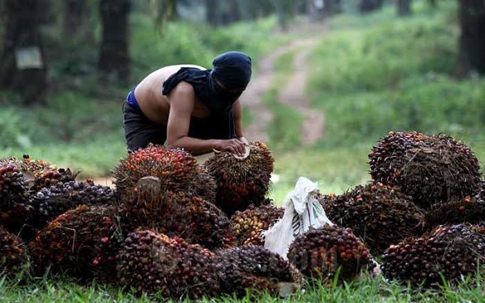 Harga Sawit di Riau Makin Berkibar, Capai Rp2.804 Perkilogram