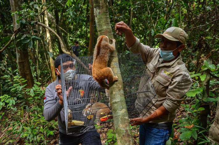 BBKSDA Bersama Polda Riau Lepasliarkan 8 Ekor Kukang