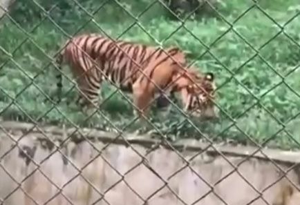 harimau sumatra makan rumput