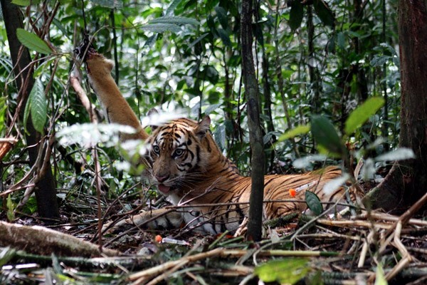 Warga Tewas Diserang Harimau, BBKSDA Turunkan Tim ke Pelangiran