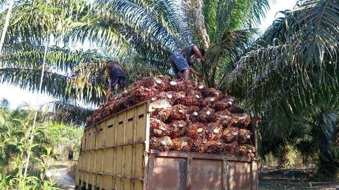 Minyak Kelapa Sawit Jadi Komoditas Utama Ekspor Riau ke Tiongkok