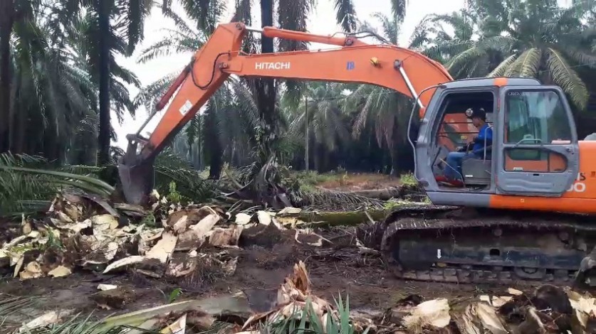 Tahun Ini, Riau Dapat Jatah Replanting Sawit Seluas 24 Ribu Hektare