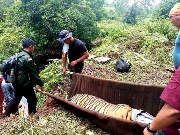 Tahun 2019, Tiga Harimau Dievakuasi BBKSDA Riau