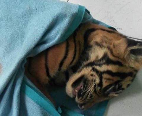Dirawat 12 Jam, Harimau Sumatera Asal Bengkalis Akhirnya Mati