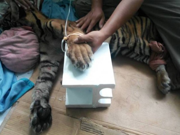 Ditemukan Warga Bengkalis dalam Kondisi Lemah, Harimau Sumatera Dirawat BKSDA