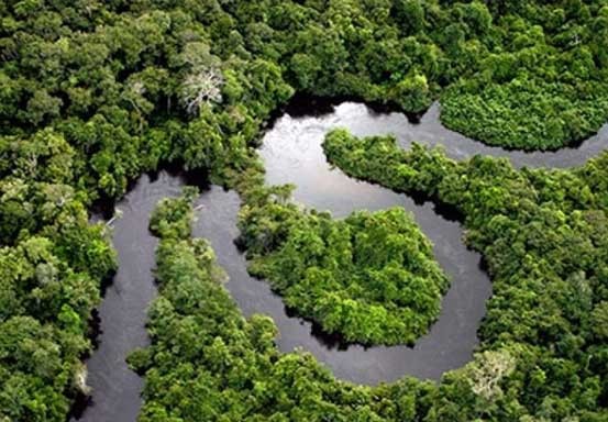 Ilmuwan Sebut Hutan Amazon Bisa Jadi Sumber Pandemi
