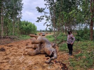Bersimbah Darah, Gajah Betina Ditemukan Mati di Bengkalis