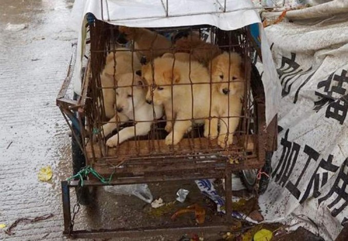 Dikritik Dunia, China Tetap Gelar Festival Makan Anjing