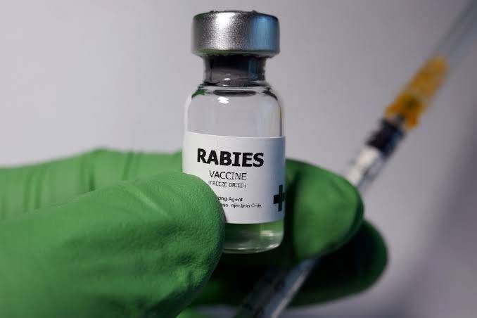 13.295 Dosis Vaksin Rabies Disuntikan ke Hewan Peliharaan di Riau