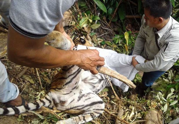 Mengenaskan, Harimau Sumatra Tewas Tergantung di Jurang