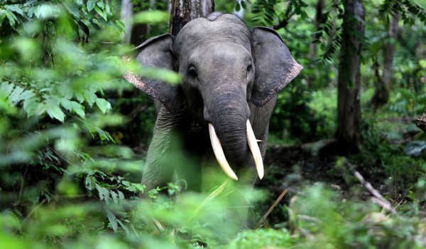 Setelah Karhutla, Gajah Liar Masuk Perkampungan Warga di Inhu