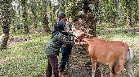 Vaksinasi PMK Hewan Ternak di Riau Baru Capai 33 Persen