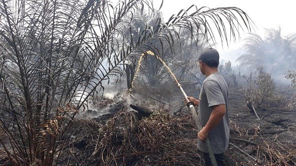 5 Hektare Lahan di Sri Gemilang Terbakar, Satgas Koto Gasib Berjibaku Padamkan Api