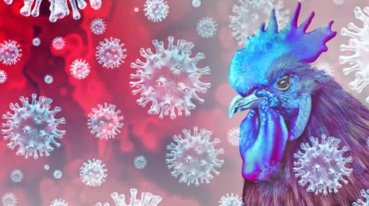 Walau Belum Ditemukan Pasien Flu Burung, Riau Siapkan Ruang Isolasi