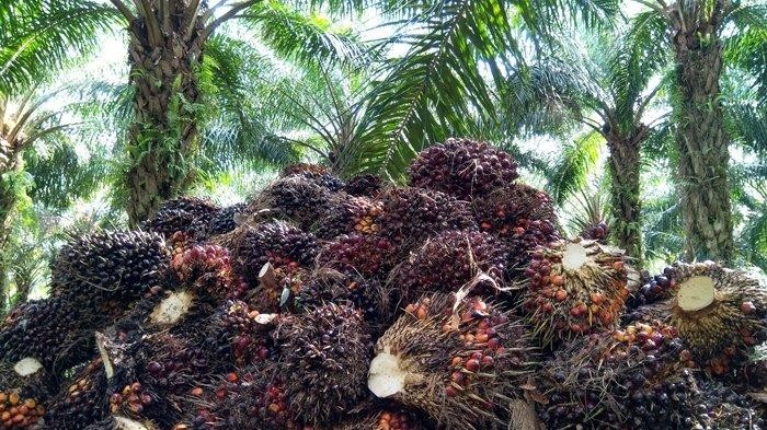 Pasca Lebaran, Harga TBS Kelapa Sawit di Riau Naik