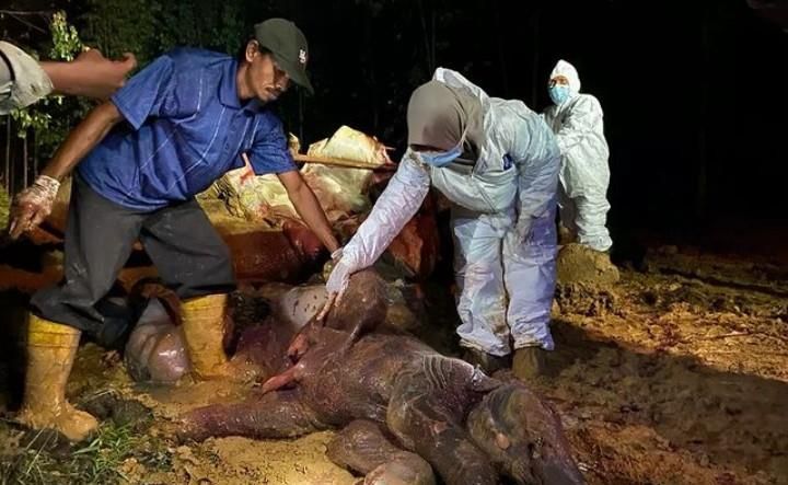 Gajah Betina Ditemukan Mati di Bengkalis ternyata Hamil 22 Bulan