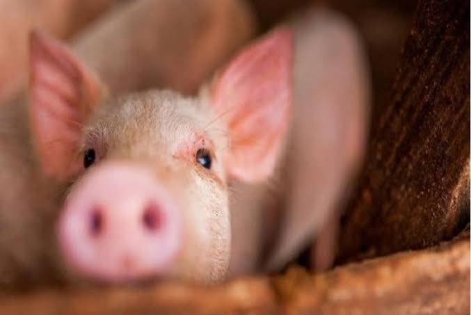 Flu Babi Afrika Mewabah, Riau Tutup Pasokan Ternak dari Kepri