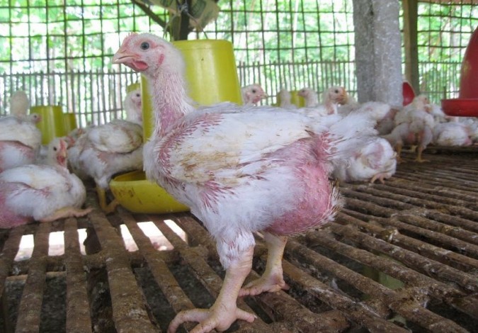Turun Sedikit, Harga Ayam di Pasar Tradisional Pekanbaru Rp31.000 Perkilogram