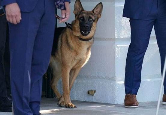 Agen Secret Service Jadi Korban Gigitan Anjing Peliharaan Biden