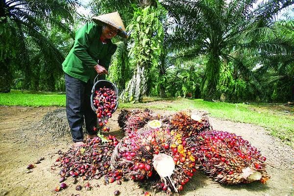 Riau Dukung Moratorium Perizinan Lahan Perkebunan Sawit