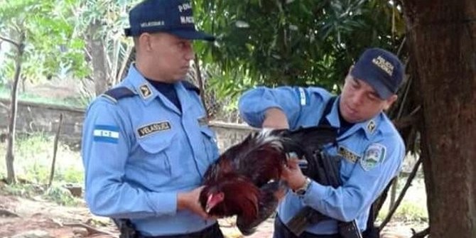 Buat Onar, Ayam Ini Dipenjara