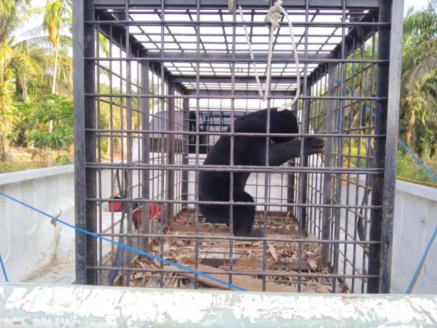 Makan Ternak Warga Siak, BBKSDA Riau Evakuasi Beruang Madu