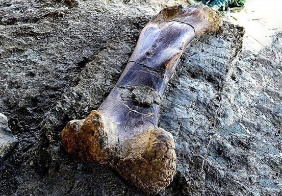Tulang Dinosaurus Terbesar Ditemukan di Prancis