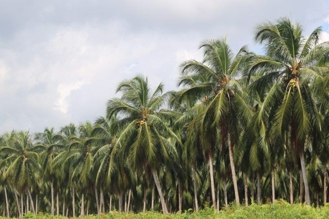 Pemprov Riau Usulkan Replanting 7.000 Hektare Kelapa di Inhil ke Pusat