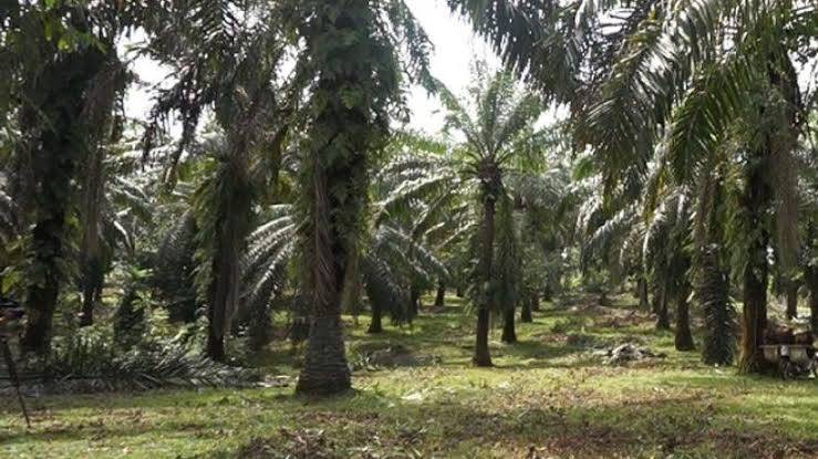 KLHK akan Ampuni 1,4 Juta Hektare Kebun Ilegal di Riau, DLHK Riau Belum Dapat Informasi