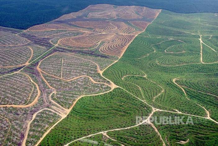Menteri LHK akan Ampuni 1,4 Juta Hektare Lahan Sawit Ilegal di Riau, LAM segera Temui Presiden