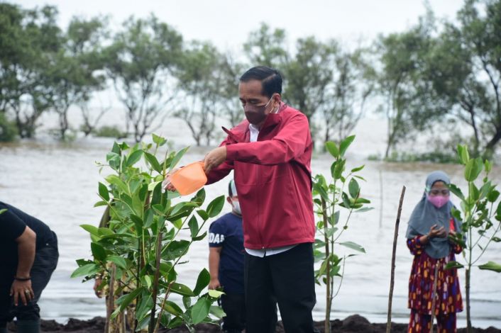 Presiden Tanam Mangrove di Bengkalis, Tahun Ini Ditargetkan Rehabilitasi 34 Ribu Hektare