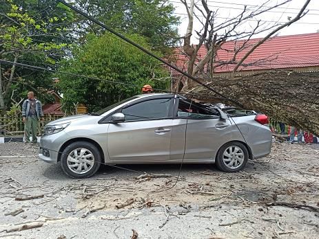 BREAKING NEWS: Pohon Tumbang di Jalan Sutomo Pekanbaru Timpa Mobil yang Melintas