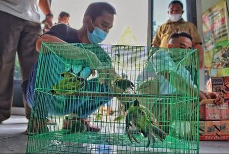 BBKSDA Riau Gagalkan Pengiriman Burung Dilindungi ke Sumbar