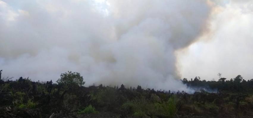 Meski Sering Hujan, Karhutla di Riau Masih Terjadi, BPBD Ungkap Sebabnya