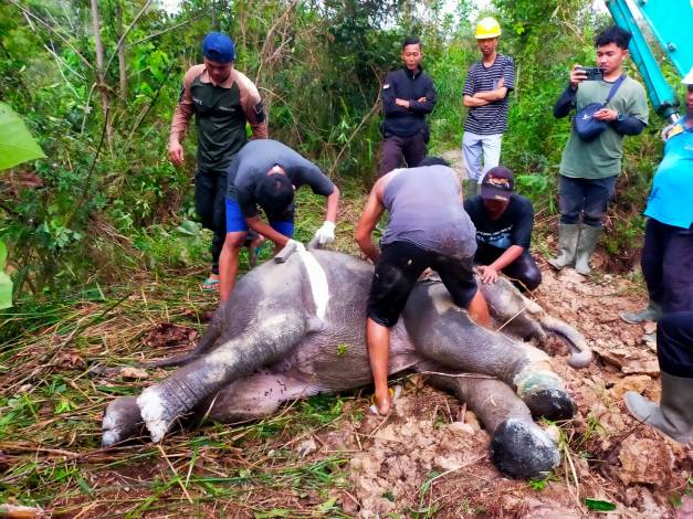 Terlilit Benang Nilon, Seekor Gajah Liar di Riau Ditemukan Mati