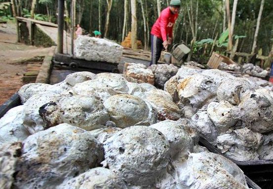 Harga Bahan Olahan Karet Tingkat Pabrik di Riau Turun, Kini Rp22.000 Per Kilogram