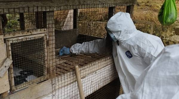 Tak ada Kasus Flu Burung Ditemukan di Pekanbaru, Distankan Imbau Peternak Lakukan Ini