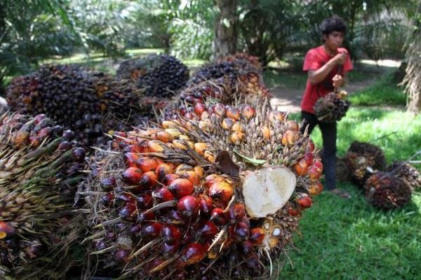 Ekonomi Global Melambat, Harga Sawit di Riau Anjlok