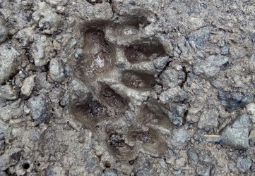 Jejak Harimau Dewasa Ditemukan di Desa Sibiruang Kampar