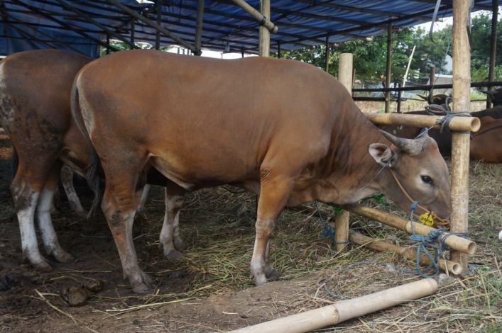 Pemprov Riau Diminta Antisipasi Lonjakan Harga Daging di Tengah Wabah PMK
