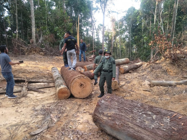 Tim Gakkum DLHK Riau Amankan Puluhan Kayu Hasil Illegal Logging di Hutan Lindung Bukit Betabuh