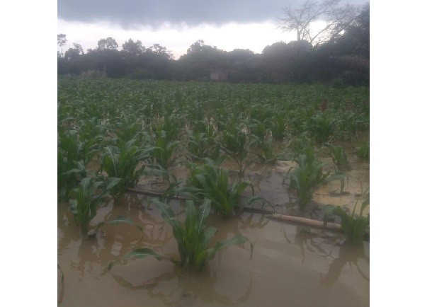 141 Hektare Lahan Pertanian di Rohul Terendam Banjir, 7 Hektare Alami Puso