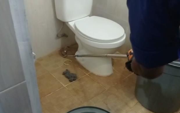 Bikin Panik, Kobra Muncul di Toilet Toko Oleh-oleh Pekanbaru