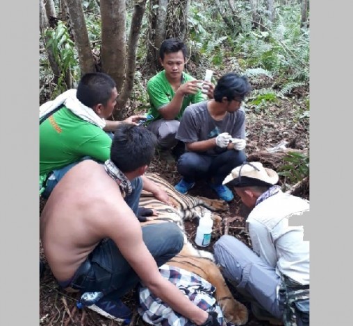 Kaki Harimau Sumatera Luka Parah Terkena Jerat di Pelalawan