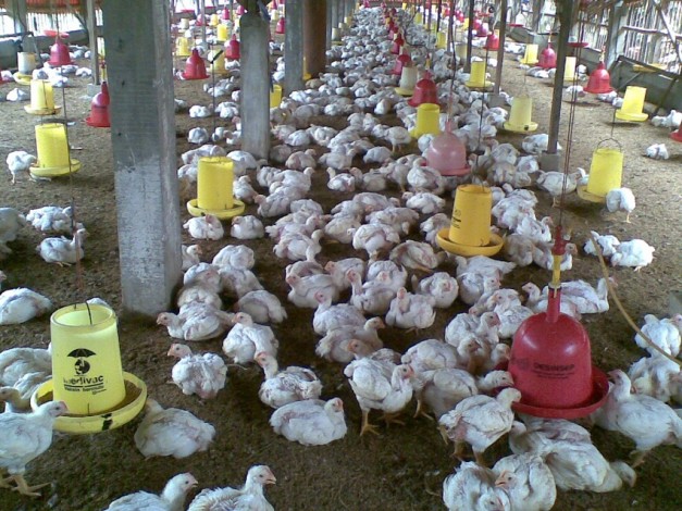 Pekan Kedua Ramadan Harga Ayam di Pekanbaru Meroket, Telur Stabil
